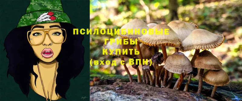 купить наркоту  Ржев  Галлюциногенные грибы Psilocybine cubensis 